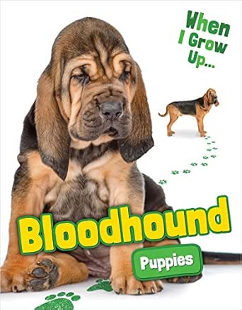 buy bloodhound puppy