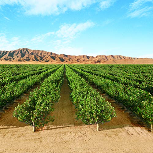 5 Wonderful+Pistachios+Roasted+Salted+Ounce