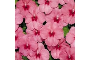 Fresh 200 Seeds Impatiens Butterfly Time Strawberry Flower : Seeds in The Packet