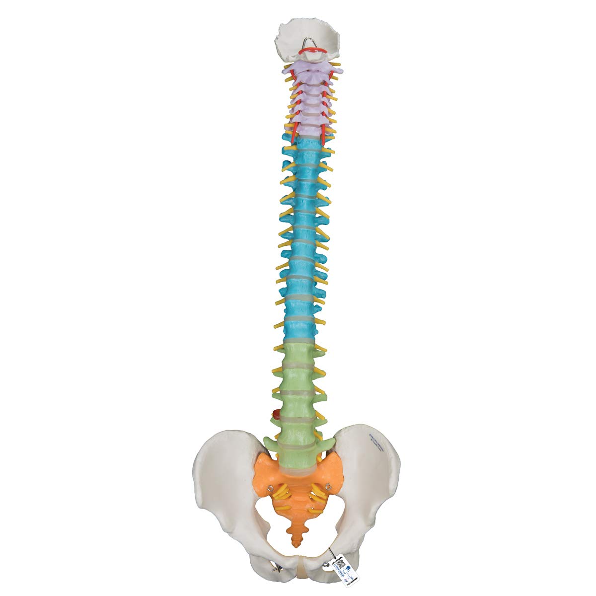 3B Scientific Didactic Flexible Spine + free anatomy software - 3B Smart Anatomy A58/8
