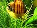 Aquatic Arts 3 Albino Mystery Snails (Pomacea bridgesii - 1/2 to 2+ inches) - Live Snails