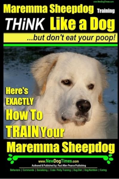 maremma dog puppy