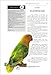The Encyclopedia of Agapornis - Lovebirds
