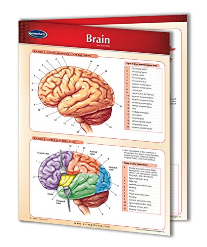Brain - Human Brain Chart- 8.5" x 11" Laminated Medical Quick - Want It All