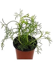 Amazon.es: Helechos - Plantas de exterior: Jardín