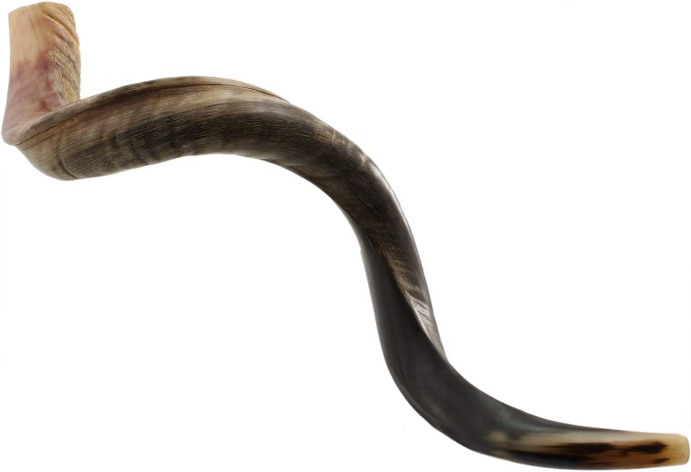 Premium Yemenite Kudu Horn Shofar From Israel - Half Polished - Traditional Ancient Musical Instrument For Spiritual Ceremonies And Religious Sermons - Size:16"-50" (40" -42", Shofar Size - XL)