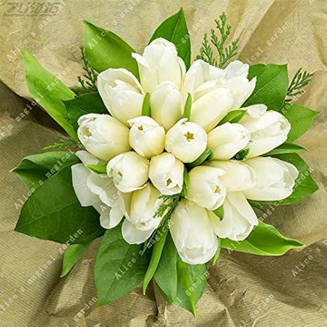 Amazon 50æœ¬ãƒªãƒªãƒ‡ãƒ³ãƒ‰ãƒ­ãƒ³ãƒãƒ¥ãƒ¼ãƒªãƒšãƒ¼ãƒ€ç¾Žã—ã„è'‰æ¤ç‰©ãƒ„ãƒªãƒ¼ãƒãƒ¥ãƒ¼ãƒªãƒƒãƒ—ãƒãƒ—ãƒ©ä¸­å›½ã®ãƒãƒ¥ãƒ¼ãƒªãƒƒãƒ—ãƒ„ãƒªãƒ¼ãƒ•ãƒ©ãƒ¯ãƒ¼ æžœç‰©