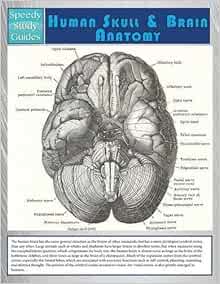 Human Skull And Brain Anatomy (Speedy Study Guide) by Speedy Publishing