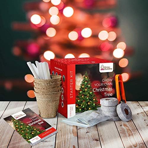 Grow Your Own Xmas Tree - Image 3