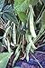Bean, Pole Romano Seeds, Organic, NON-GMO, 20+ seeds per package,Hearty Healthy Green Been