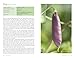 Veg Patch: River Cottage Handbook No.4