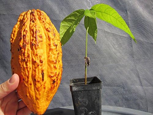 1 Seeding PLANT 9" TALL Theobroma Cacao Cocoa Chocolate Tropical Fruit Tree