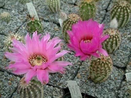 Echinocereus Reichenbachii Perbellus Hardy Hedgehog Cactus Seeds Amazon De Garten