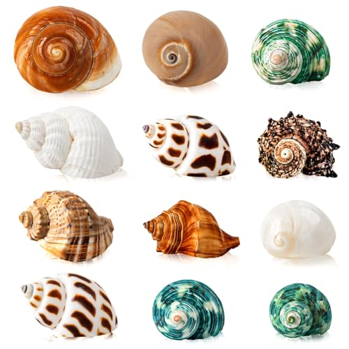 WeDoSoy Hermit Crab Shells