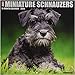 Just Miniature Schnauzers 2019 Wall Calendar (Dog Breed Calendar)