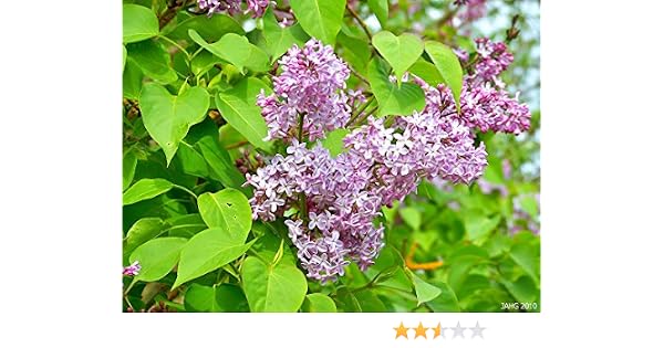 40 Semillas de Lilac (Syringa Vulgaris): Amazon.es: Jardín
