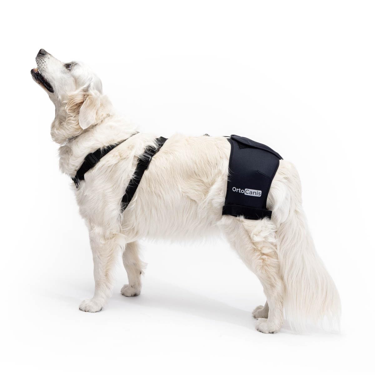 Ortocanis - Hip Support for Dogs with Hip Dysplasia or Osteoarthritis, Size S