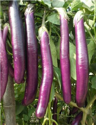 Seeds Point Vegetable seeds- Hybrid F1 BRINJAL LONG PURPLE 50+ SEEDS