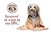 [2018 CHIP] Obedipet RECHARGEABLE Bark Collar - NO SHOCK Dog Bark Control And Bark Deterrent for Small Medium and Large Dogs