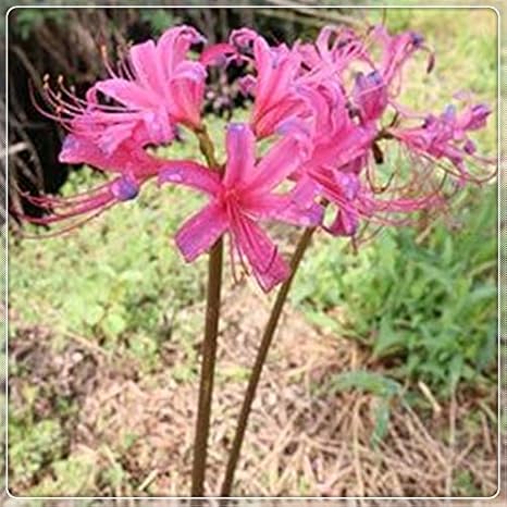 Amazon リコリス球根 美しいピンクの花 庭の植栽 女性の植栽 球根 花