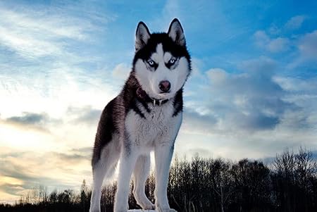 Amazon Co Jp A0 特大 ポスター ハスキー犬丘雪 壁紙ウォールステッカーポスター A0 11x841mm Diy 工具 ガーデン Amazon Co Jp A0 特大 ポスター ハスキー犬丘雪 壁紙ウォールステッカーポスター A0 11x841mm Diy 工具 ガーデン