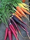 Rainbow Blend Carrot Seeds, 500+ Premium Heirloom Seeds, Rare Varieties, Colorful Mix & Fantastic Addition to Your Garden! (Isla's Garden Seeds), 85% Germination Rate, Non GMO, Highest Quality