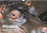 Hippos - Begegnungen in Afrika (Wandkalender 2020 DIN A3 quer): Wundervolle Hippo-Bilder aus Afrika by