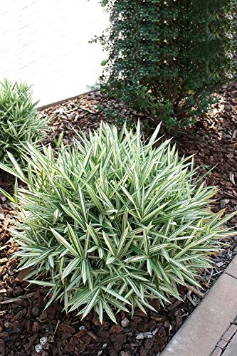 Plants Point Bonsai Rare WHITE BAMBOO Dendrocalamus Minor Plant