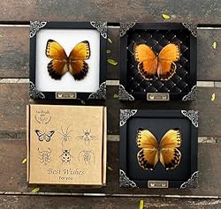 Real Butterfly Black Framed Handmade Wooden Shadow