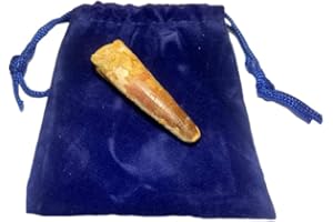 DINOSAURS ROCK® Genuine Spinosaurus Dinosaur Fossil Tooth - 1.5"