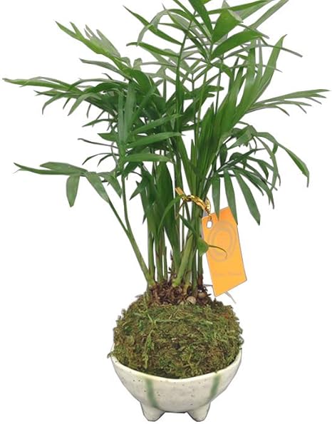 Amazon Co Jp ハイドロカルチャー 観葉植物 苔玉 茶碗 小鉢 白 小鉢 ホーム キッチン