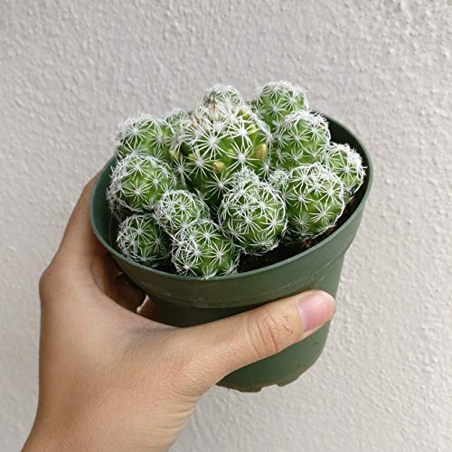 Thimble Cactus Mammillaria Cactus Gracilis Fragilis Succulent (4 inch)