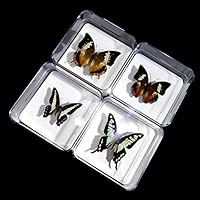 YXFYXF 4 Pcs Clear Storage Case Parts Badge Holder Specimen Box Jewelry Display Organizer Transparent Plastic Box Butterfly Insect Specimens Collection