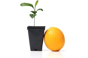 GERALD WINTERS AND SON Meyer Lemon Tree Starter Plant. Citrus x meyeri. 3" - 5"
