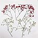CheeseandU Real Dried Pressed Flowers, Little Narcissus, Chrysanthemum, Larkspur, Cherry Queen Anne's Lace Maple Mixed Multiple Natural Pressed Flowers for Art Craft DIY Resin, 35PCS