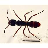 44mm Real Tropical Giant Ant in Crystal Clear Lucite Resin Specimen Preserved Pseudoneoponera Rufipes Insect Taxidermy Crafts Collection for Biology Science Education Desk Ornament Display Supplies