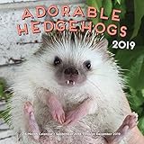 Adorable Hedgehogs 2019: 16-Month Calendar - September 2018 through December 2019 by 