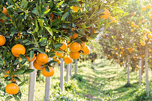 LAUX Versol Bianco - Premium Weißer Wermut mit mallorquinischen Orangen- Lieblich, Süße Noten & Mildes Aroma… – Bild 6