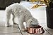 Petrageous Stainless Steel Dog Bowl – Bronze Copper Cat Food Dish Won't Rust Or Corrode - Dishwasher Safe Dog Food Dish – Non Slip Base Prevents from Sliding Around The Floor