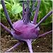 500 Seeds, Kohlrabi "Purple Vienna" (Brassica oleracea) Seeds By Seed Needs