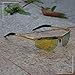 COSVER Mens Sunglasses Polarized Sports UV Protection Sunglasses for Men Metal Frame Ultra Light (Gold Frame/Gold Lens)