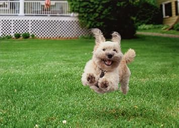 biggest dog breed russian