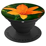 Brunello Lily Lilium Asiaticum Flower Blooms Orange
