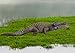 Zooawa Wildlife Nile Crocodile Figure Model Toy - Tawny