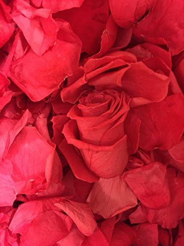 Wedding Hot Pink Fushia Watermelon Freeze Dried Real Rose Petals 2.4 oz 200 petals