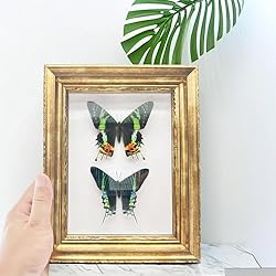 Real Framed Butterfly Moth Specimens，Various Moth