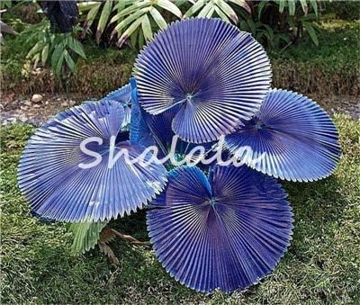 TOMHY 10 pcs Palm Flores Bonsai, Ravenala Madagascariensis Chinese Fan Palm Plant, Tall Evergreen Tree Fountain Palm DIY Home Garden : 7