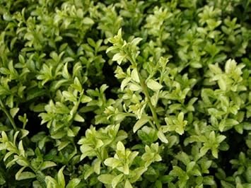 Amazon キンメツゲ 生垣用 ポット苗 庭木 常緑樹 生垣 目隠し 低木 植木