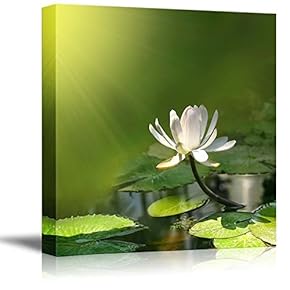 Canvas Prints Wall Art - Water Lily/Lotus with a Green Background Calmness Concept | Modern Wall Decor/Home Decoration Stretched Gallery Canvas Wrap Giclee Print & Ready to Hang - 12" x 12"