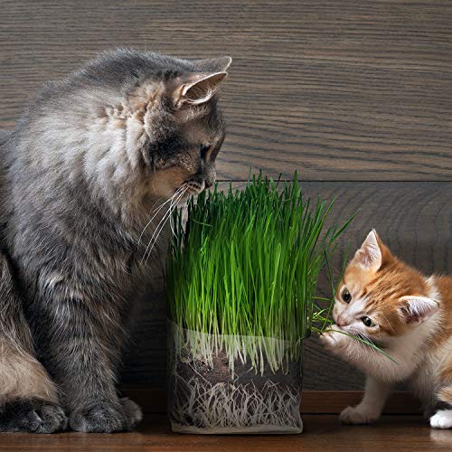 Compostable Cat Grass Grow Bag Kit, 3 Pack, All Organic, Just add Water. Made in The USA - Thumbnail 4